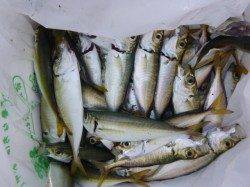 兵庫突堤　２５ｃｍのサバ！