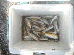 いけるで！サビキ全域ＯＫ♪泉大津RT21日朝