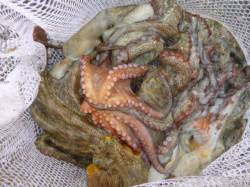  北公園ＲＴ　タコ２０パイ！