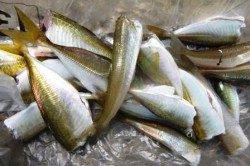 食コン今日もサビキでキス!