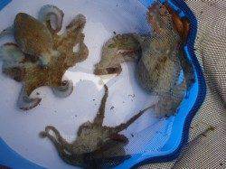 北公園ＲＴ　今朝もサビキとタコ好調