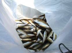 朝からアジ♪アジ♪　泉大津RT22日あさ