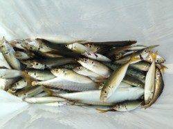 【夏休みフィミリーフィッシュ！】大盛況南芦屋