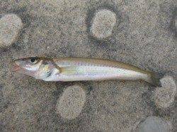 朝の北公園のタコ！