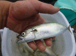 朝の兵突のサヨリや20cmのマアジ!