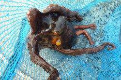 夏休みの食コンは!?　リアルタイム