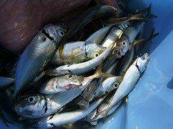 兵庫突堤ＲＴ　サビキ好調