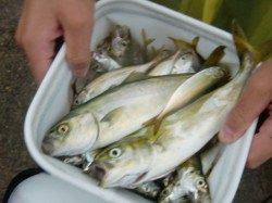 【雨にも負けず大漁】南芦屋浜リアルタイム