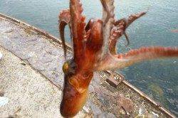 食コン　今日はキスも好釣★