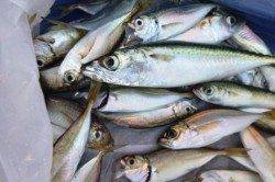 食コン★アジにマイワシだ !