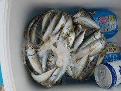 【連日大盛況】南芦屋浜リアルタイム