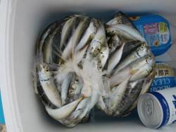 【連日大盛況】南芦屋浜リアルタイム