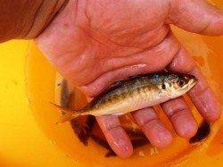 ♪豆アジ釣れます♪泉大津　朝RT　２５日