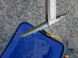 【豆アジ釣れまくり】南芦屋浜リアルタイム