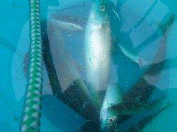 朝の神戸空港サビキ釣りでモジャコ！