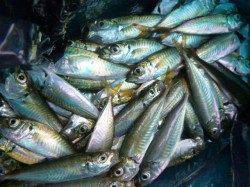 朝の北公園タコ２２杯も！