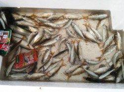 泉佐野食コン　朝リアル