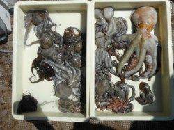 今日はグレパラダイス♪岸和田一文字RT７日