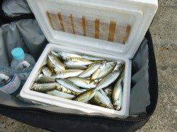 【小アジ爆釣！】アジュール舞子ＲＴ