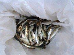 お昼もアジ順調!!キスも♪泉大津ＲＴ26日昼