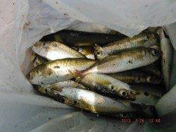 【サビキで豆アジ釣れまくり～♪】南芦屋浜