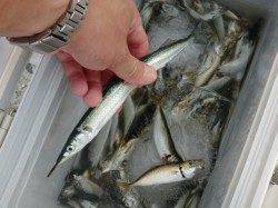 【サビキ絶好調】南芦屋浜リアルタイム