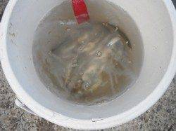 いいね！ファミリーフィッシング！泉大津RT