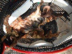 でかアジ爆釣！岸和田一文字RT・27日