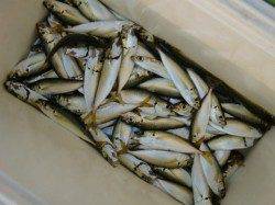 【花火の影響なし!?】南芦屋浜リアルタイム