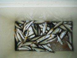 豆アジ♪順調♪好釣♪泉大津RT・28日あさ