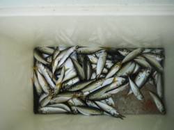 豆アジ♪順調♪好釣♪泉大津RT・28日あさ…