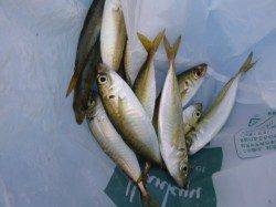 空港で楽しいファミリーフィッシング