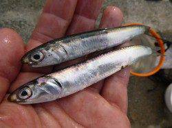 小野浜　ツバスの回遊あり！