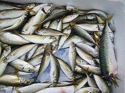 兵突は今日もサビキ天国