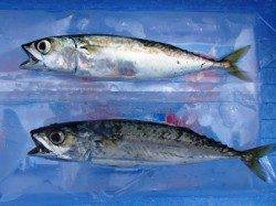 ☆サビキも投げも◎☆泉大津　昼RT２８日