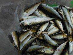 【今日も楽しくサビキ釣り~♪】南芦屋浜