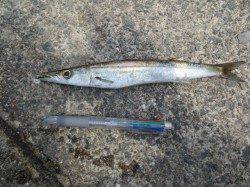 カマス復活?田ノ浦オススメ情報【28日】RT