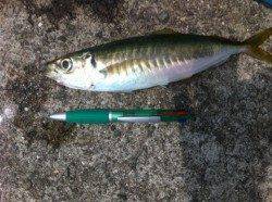 青岸で中アジ好釣！カマス・サヨリも28日ＲＴ