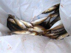 雨でも！泉大津RT！夕方