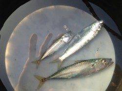 【サビキ上向き・ハネ絶好調】南芦屋浜