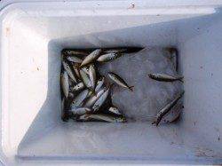 アジ、キスそしてタコ狙いに!?泉大津ＲＴ