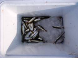 アジ、キスそしてタコ狙いに!?泉大津ＲＴ