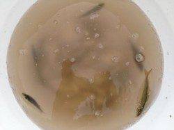 泉佐野食コン 夕方リアルタイム!!