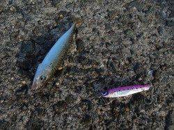 岸和田一文字でサバゲー・豆アジゲー♪