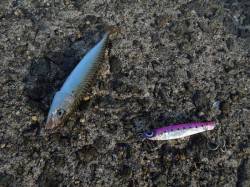  岸和田一文字でサバゲー・豆アジゲー♪