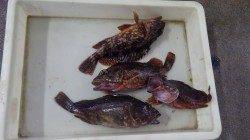 堺堤防　キビナゴをエサにガシラ4匹