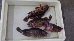 堺堤防　キビナゴをエサにガシラ4匹