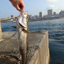 垂水一文字のノマセでハネ