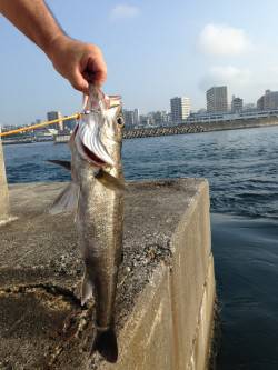 垂水一文字のノマセでハネ