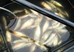 食コン★マアジ・マルアジ